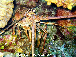 Lobster seen at Grand Cayman August 2008.  Photo taken wi... by Bonnie Conley 
